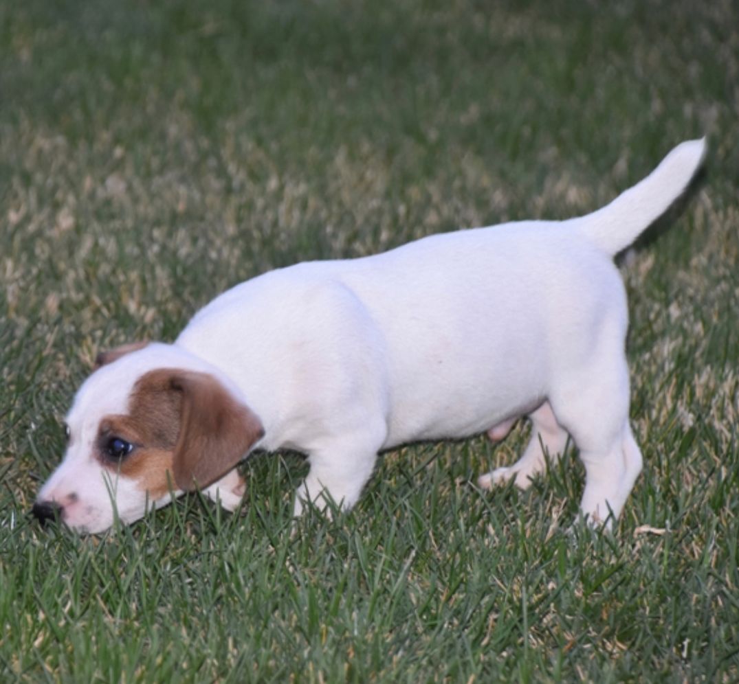 comprar cachorros sanos, baratos y asequibles para la venta